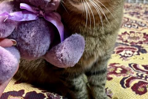 В дар кошку. Благородная и ласковая кошка Сима в добрые руки. Фото2