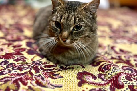 В дар кошку. Благородная и ласковая кошка Сима в добрые руки. Фото3