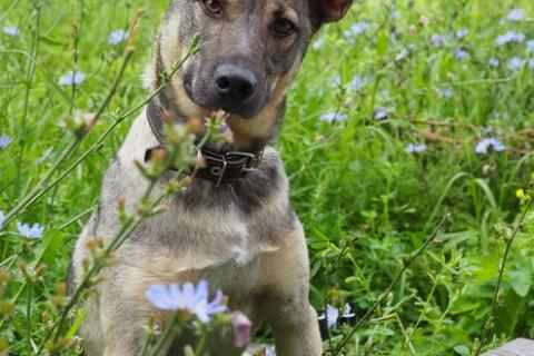 В дар собаку. Дымчато-идеальный пёсик Барри ищет дом. Фото1