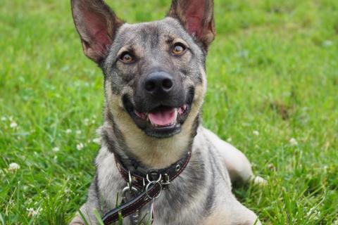 В дар собаку. Дымчато-идеальный пёсик Барри ищет дом. Фото2