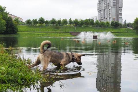 В дар собаку. Дымчато-идеальный пёсик Барри ищет дом. Фото3