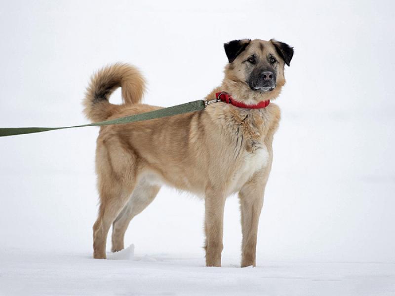 В дар собаку