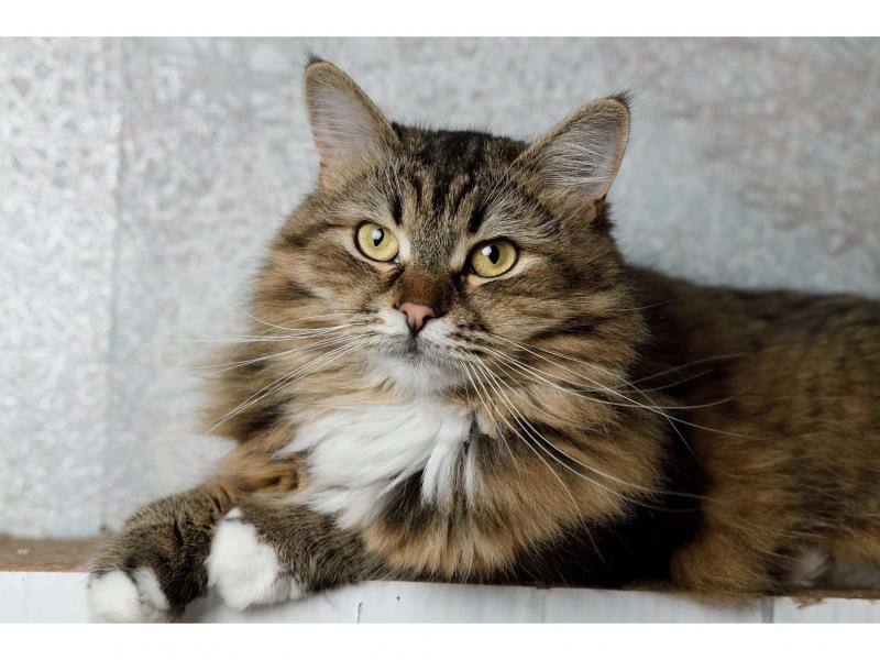 В дар кошку