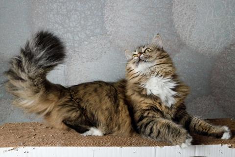 В дар кошку. Сибирская кошка-красавица Алиса в дар. Фото2