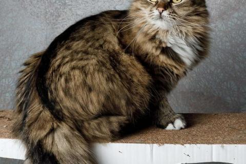 В дар кошку. Сибирская кошка-красавица Алиса в дар. Фото3