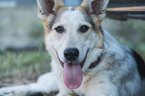 В дар собаку. Серафима — собака-удача в дар . Фото1