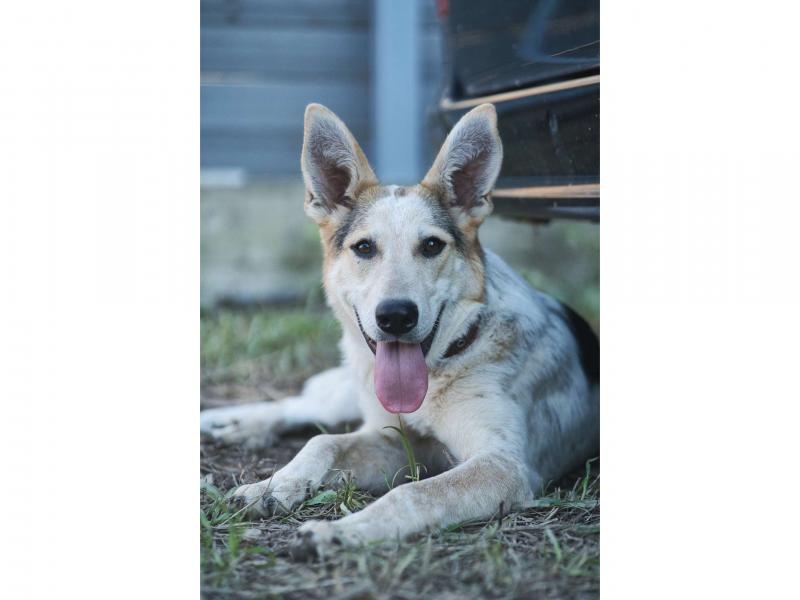 В дар собаку