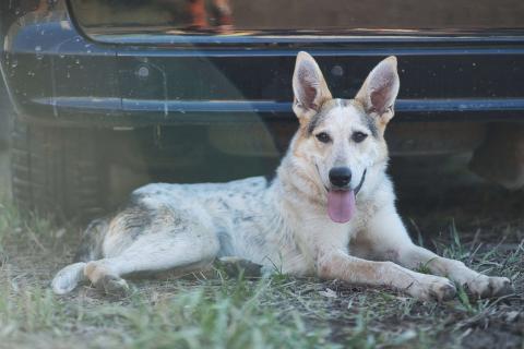 В дар собаку. Серафима — собака-удача в дар . Фото2