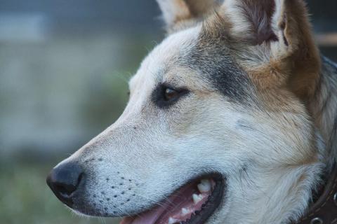 В дар собаку. Серафима — собака-удача в дар . Фото4