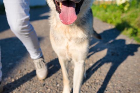 В дар собаку. Общительная и добродушная собака Моника в дар. Фото1