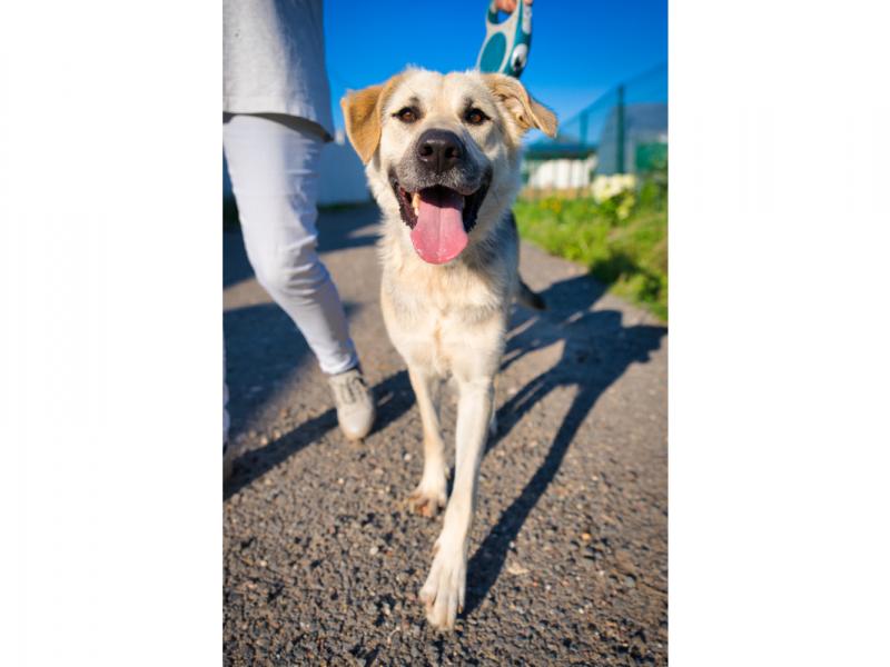 В дар собаку