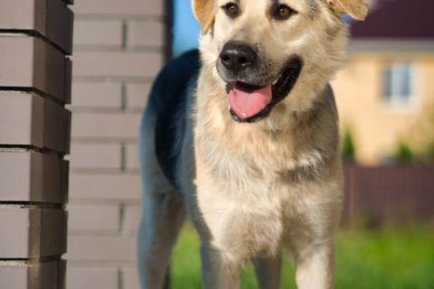 В дар собаку. Общительная и добродушная собака Моника в дар. Фото2