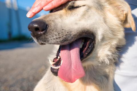 В дар собаку. Общительная и добродушная собака Моника в дар. Фото3