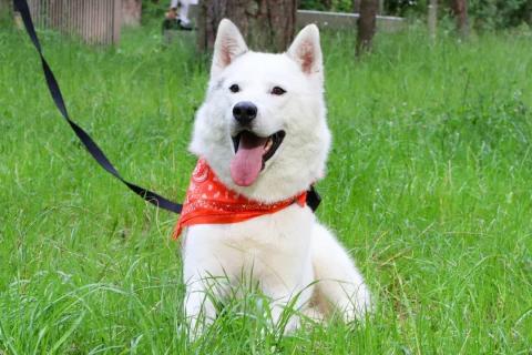 В дар собаку. Белый красавец Норд в добрые руки. Фото2