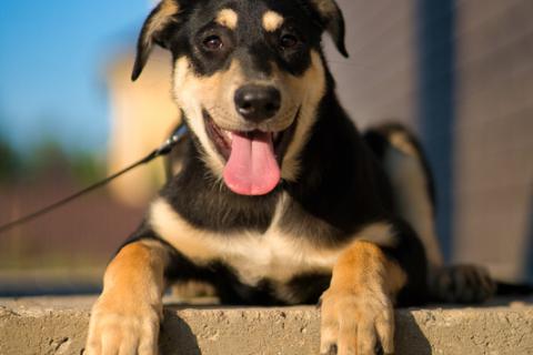 В дар собаку. Умняшка Принцесса — щенок в добрые руки. Фото4