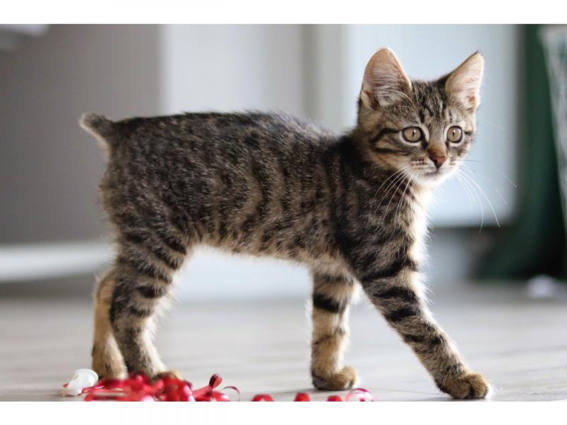 В дар кошку