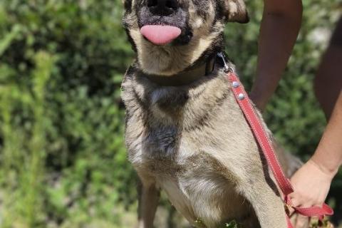 В дар собаку. Ласковая собачка в приюте. Фото1