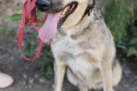 В дар собаку. Ласковая собачка в приюте. Фото4