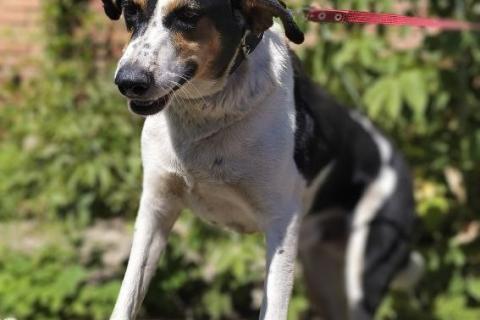 В дар собаку. Пёс Гриша жил на остановке и в снег и в дождь…. Фото3