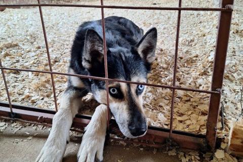 В дар собаку. Голубоглазый ласковый пёс Харлей в дар. Фото2