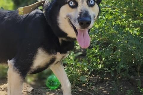 В дар собаку. Голубоглазый ласковый пёс Харлей в дар. Фото3