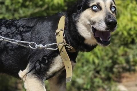 В дар собаку. Голубоглазый ласковый пёс Харлей в дар. Фото4