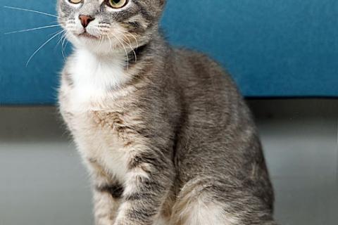 В дар кошку. Котёнок Листик, полосатый ангелочек ищет дом. Фото1