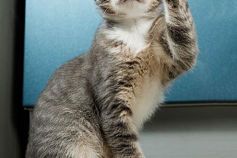 В дар кошку. Котёнок Листик, полосатый ангелочек ищет дом. Фото4