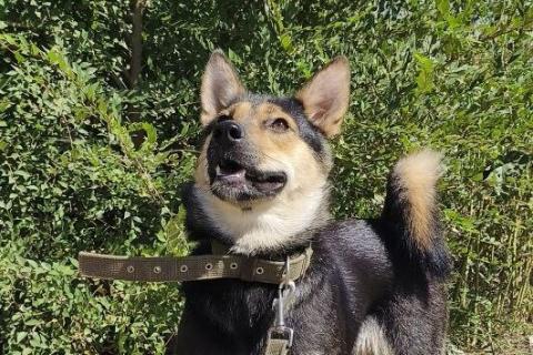 В дар собаку. Сиба-ину Иви-Ириска в дар. Фото2