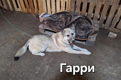 В дар собаку. Ласковый и добрый пёс Гарри в приюте. Фото1