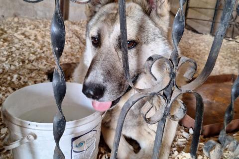 В дар собаку. Ласковый и добрый пёс Гарри в приюте. Фото3