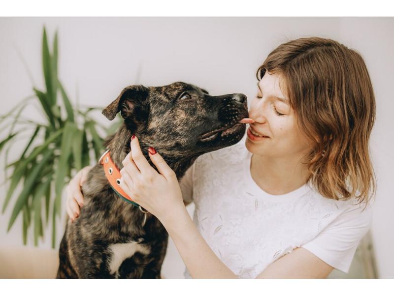 В дар собаку