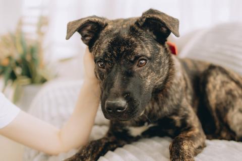 В дар собаку. Молодая девочка метис породы алано эспаньол ищет дом. Фото2