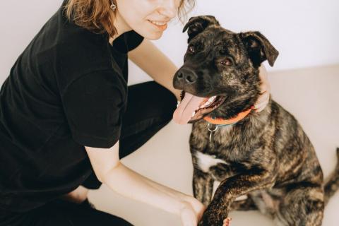 В дар собаку. Молодая девочка метис породы алано эспаньол ищет дом. Фото3