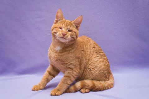 В дар кошку. Рыжий и трехцветный особенные котята в дар. Фото1