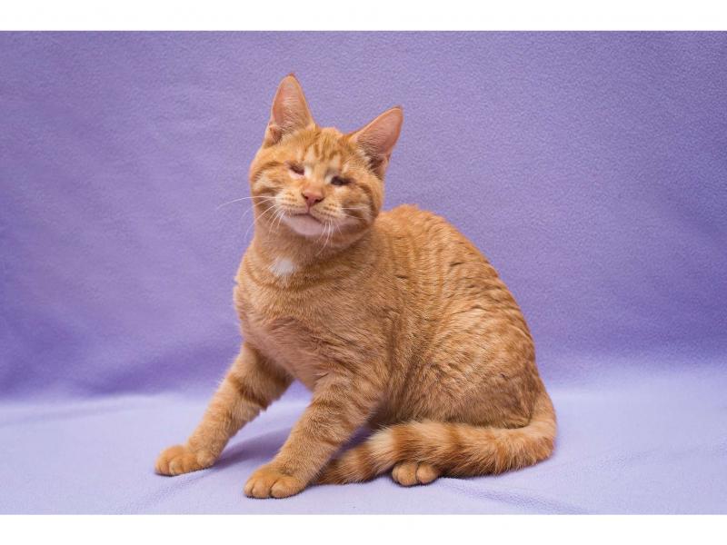 В дар кошку