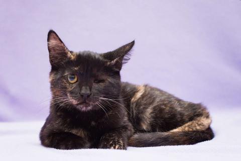 В дар кошку. Рыжий и трехцветный особенные котята в дар. Фото3