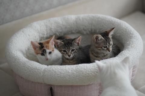 В дар кошку. Очаровательные двухмесячные котята ищут семью. Фото2