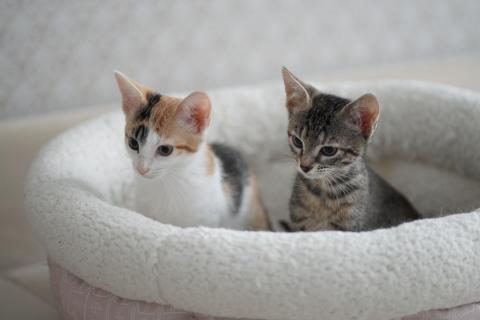 В дар кошку. Очаровательные двухмесячные котята ищут семью. Фото4