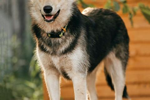 В дар собаку. Очень нужны добрые дома подросткам-собакам, отличным охранникам. Фото1