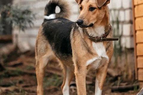 В дар собаку. Очень нужны добрые дома подросткам-собакам, отличным охранникам. Фото2
