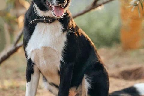 В дар собаку. Очень нужны добрые дома подросткам-собакам, отличным охранникам. Фото3