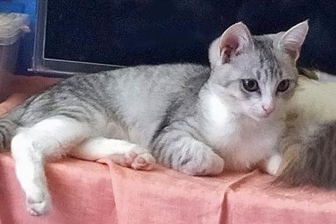 В дар кошку. Котенок Масик, серебристо-серый позитивчик ищет дом. Фото3