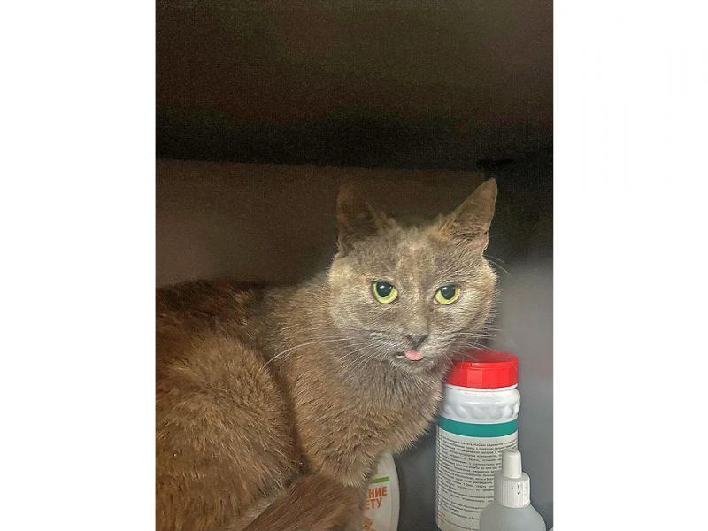 В дар кошку