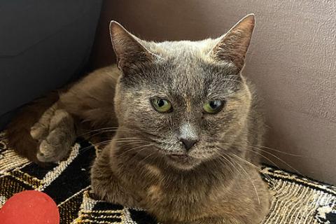 В дар кошку. Невероятно ласковая кошечка Гайка, метис Русской голубой в дар. Фото3
