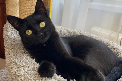 В дар кошку. Молодой черный кот Бася в добрые руки. Фото1