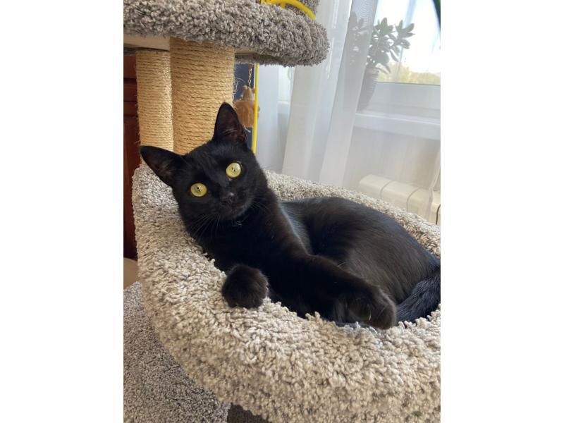 В дар кошку