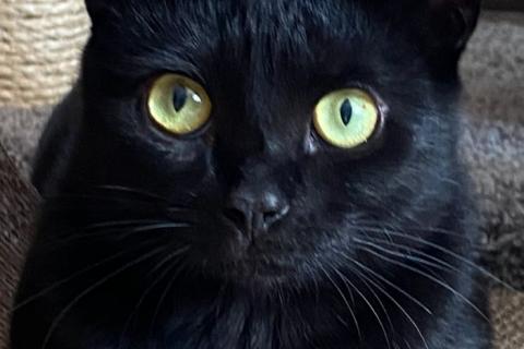 В дар кошку. Молодой черный кот Бася в добрые руки. Фото3