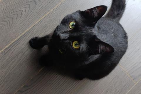 В дар кошку. Молодой черный кот Бася в добрые руки. Фото4