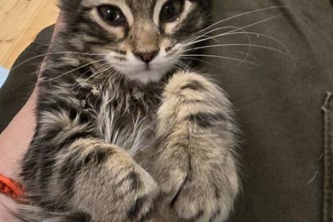 В дар кошку. Котята: ярко-рыжий, метис мейн-куна и русской голубой в дар. Фото1